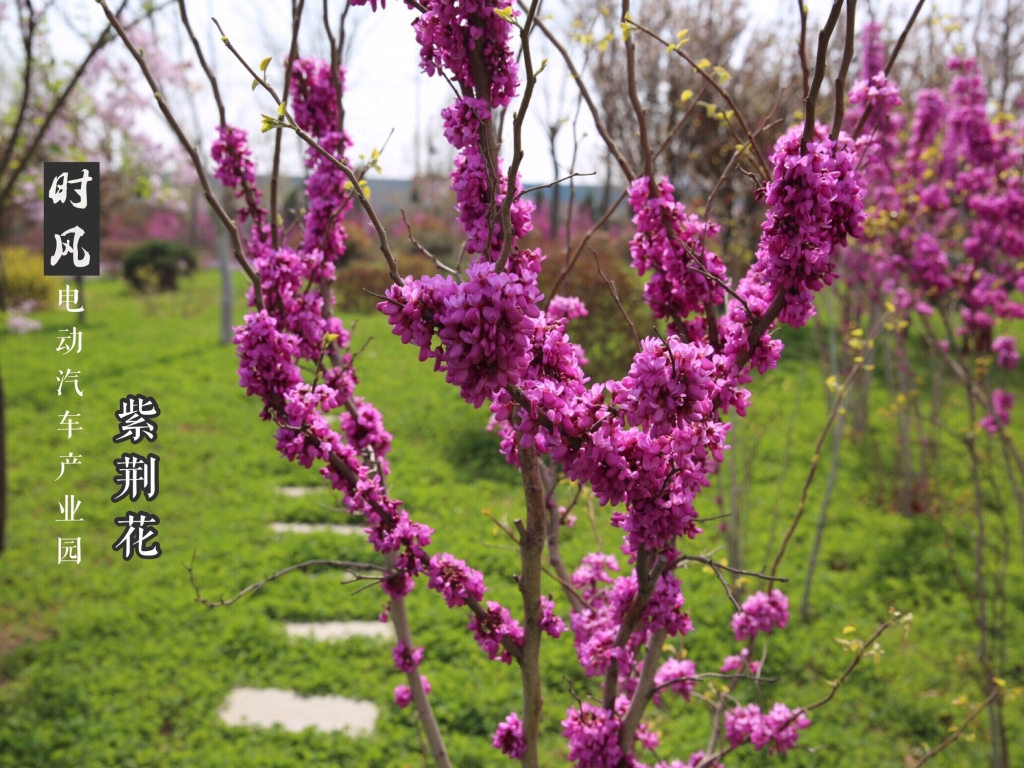 永利集团电动工业园紫；